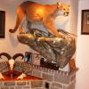 This is a gallery of our Trophy Rooms